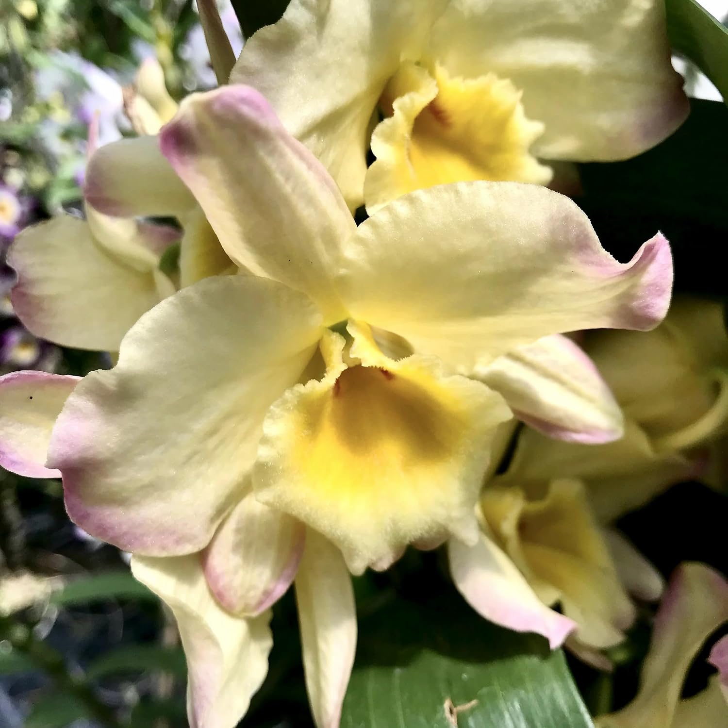 Sonia Red Dendrobium Orchid Live Flowering Plant Pack of 1
