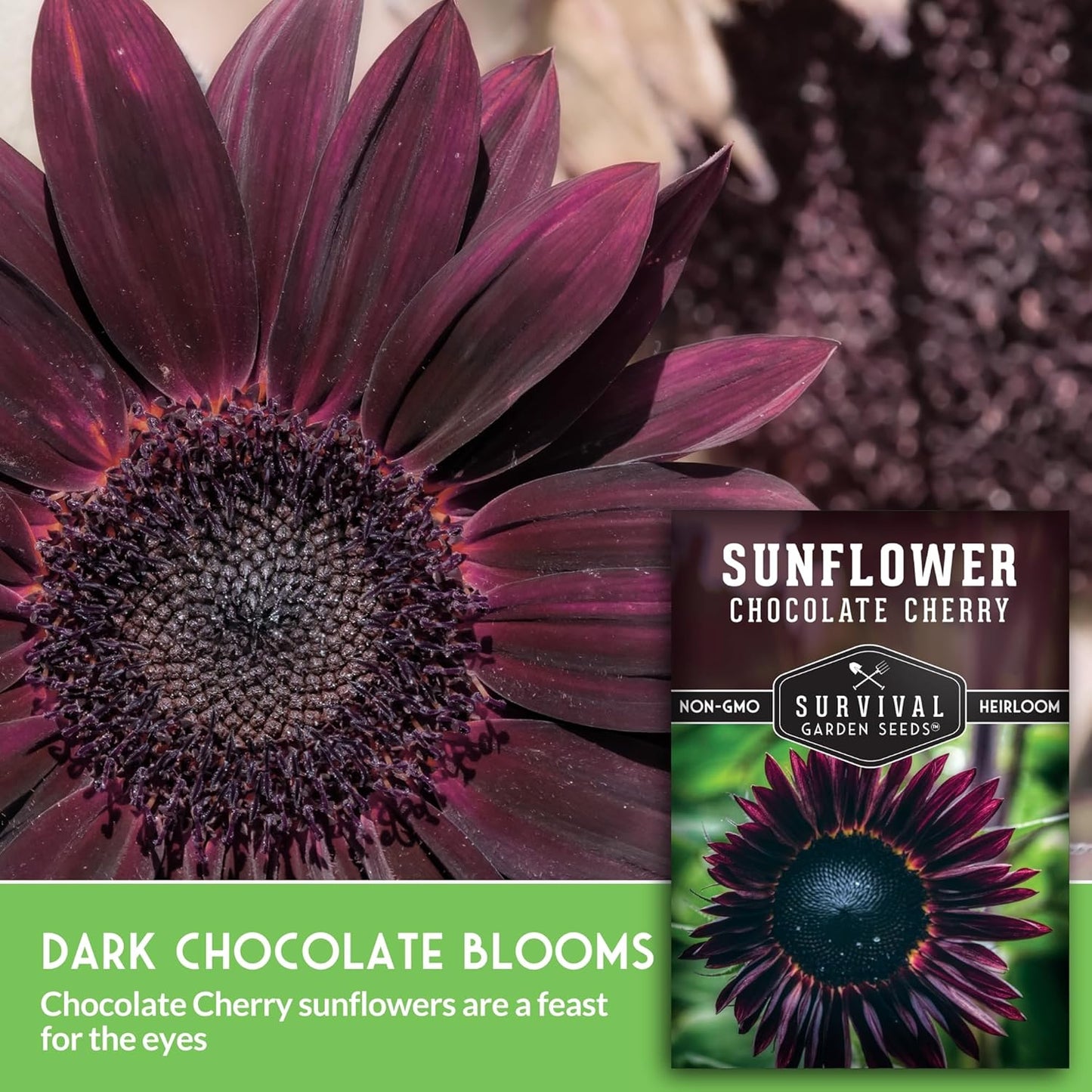 50+ SEEDS- Chocolate Cherry Sunflower Seed for Planting - Non-GMO Heirloom Variety