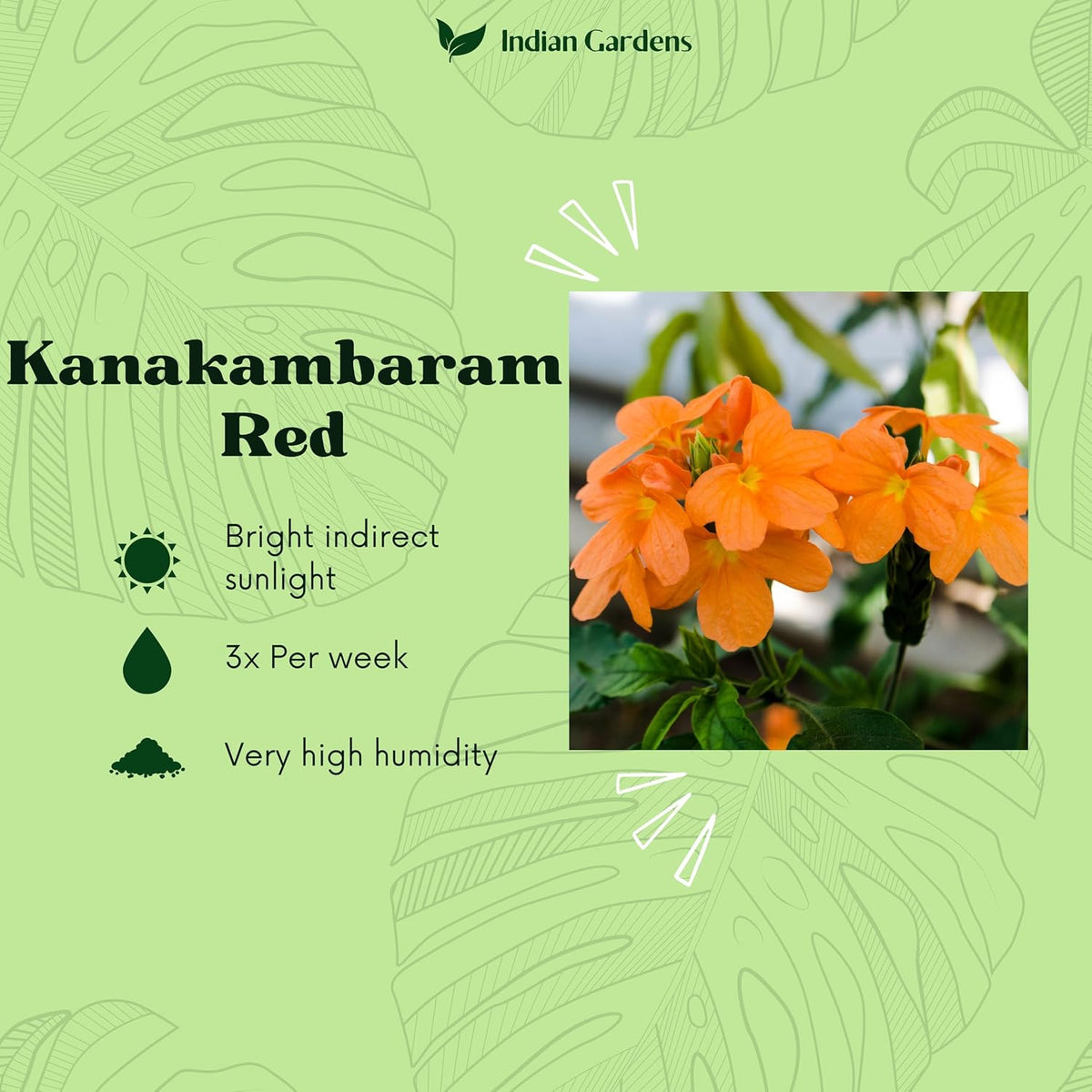 Seeds Ville Kanakambaram Crossandra Live Flowering Plant in Pot