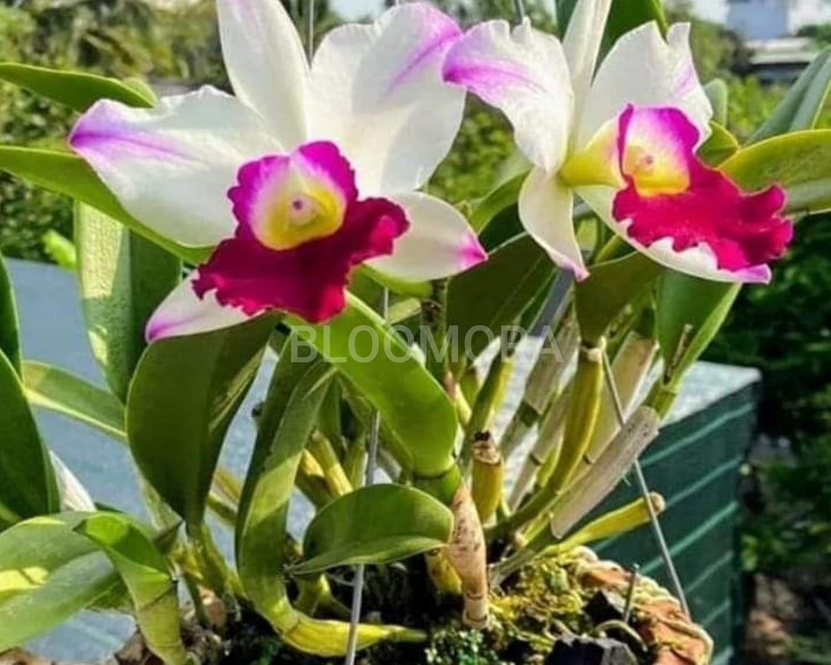 Seeds Ville White Pink Dendrobium Orchid Live Plant Pack of 1