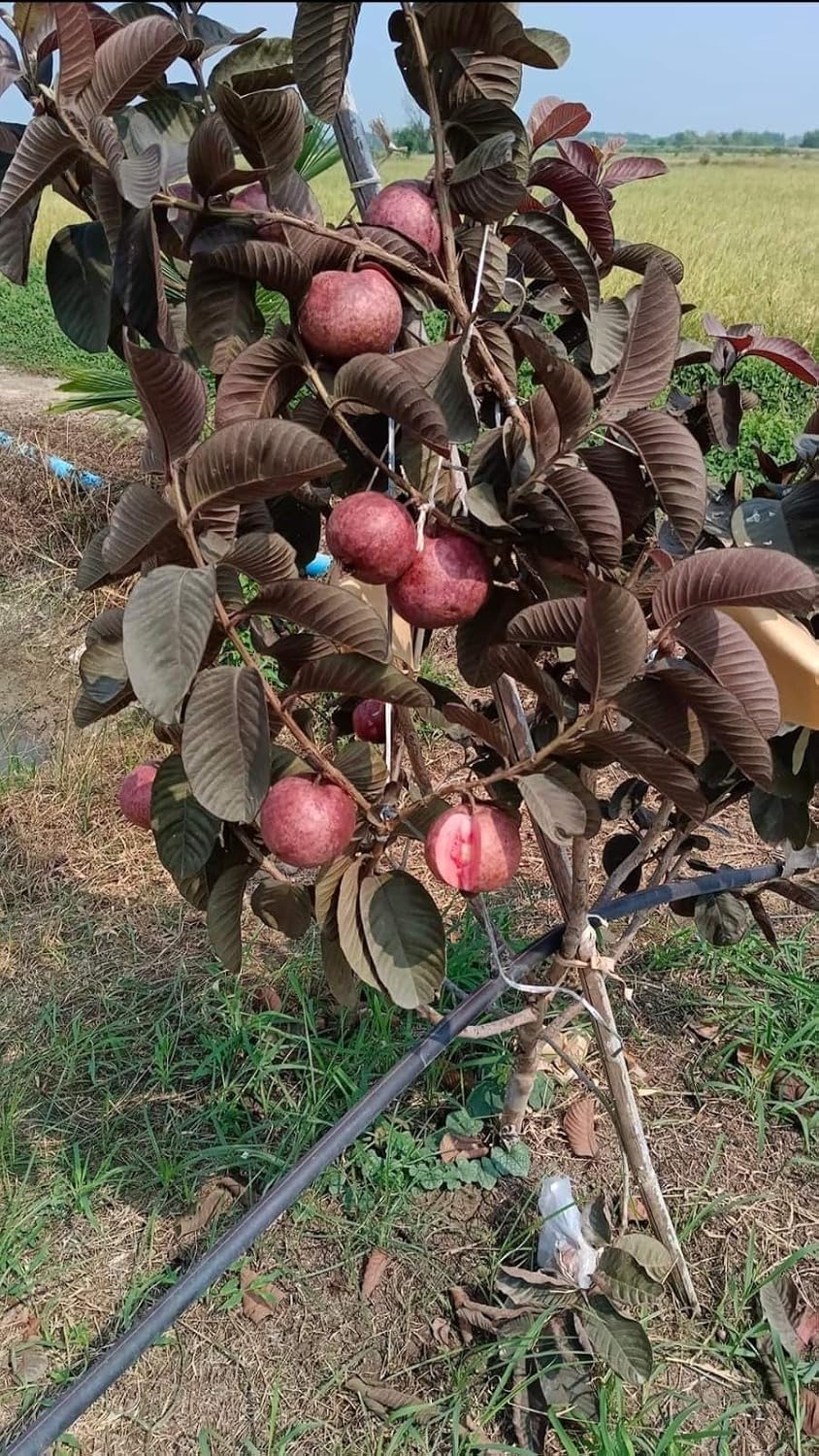 Seeds Ville Indonesian Black Diamond Guava Fruit Plant