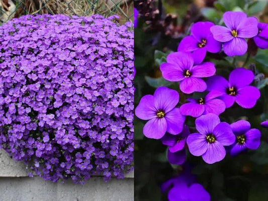 50 Aubrieta False Rock Cress Seeds - Purple & Lilac Ground Cover Blend - Non-GMO Aubrieta Hybrida Perennial Flower Seeds for Planting, Grow All Year Round