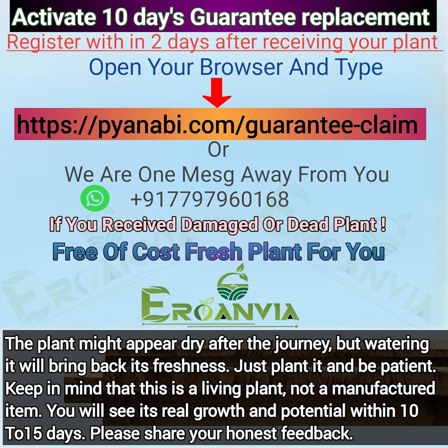 Seeds Ville Dwarf Hass Grafted Avocado Plant 38 cm