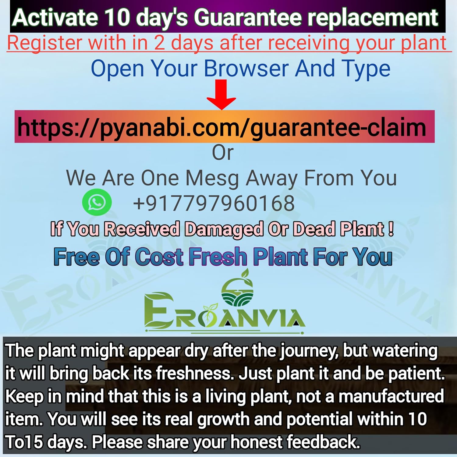 Seeds Ville Dwarf Hass Grafted Avocado Plant 38 cm