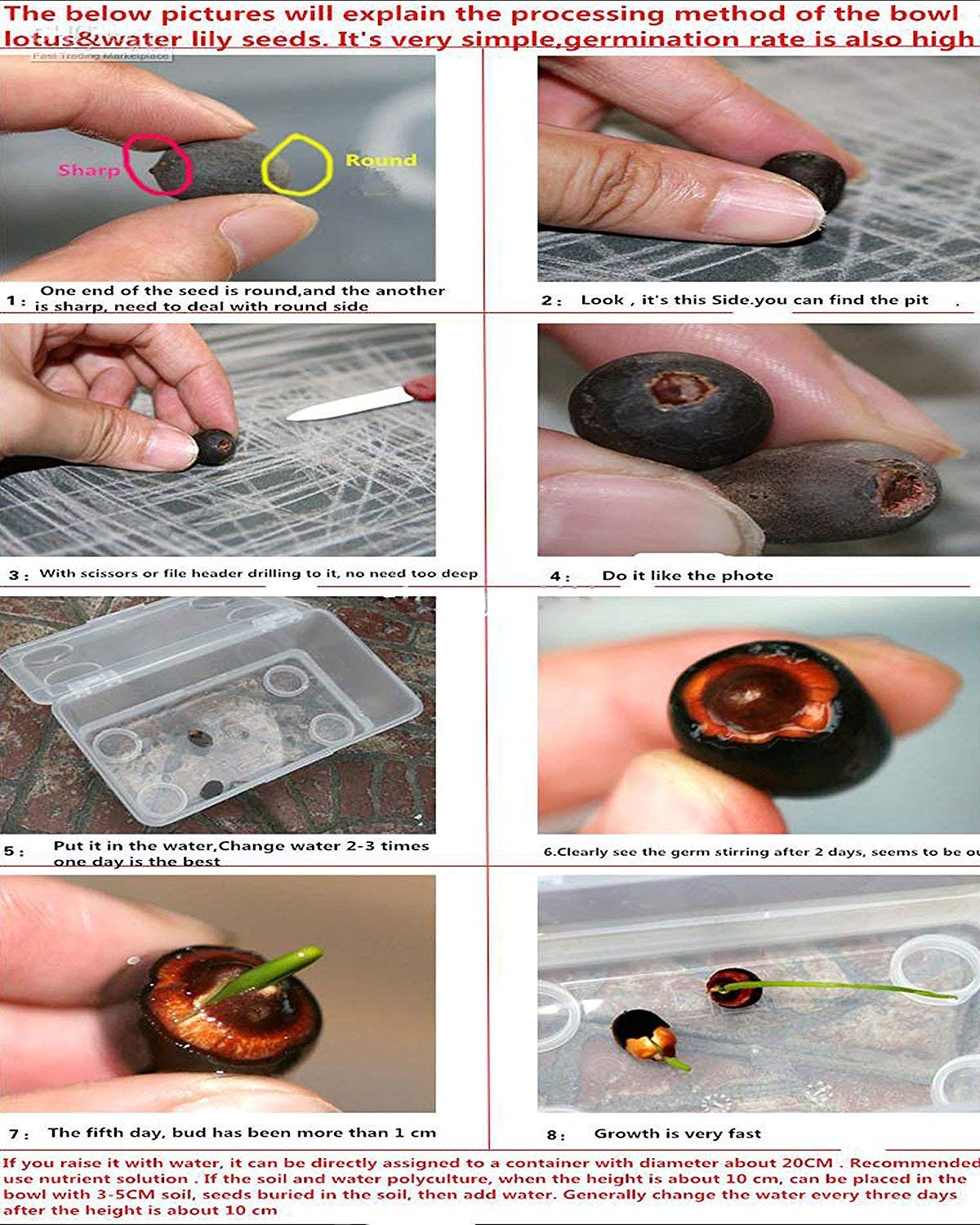 NooElec Seeds India Golden Colors Lotus Water Lily -15 Seeds Pack - Seeds Ville