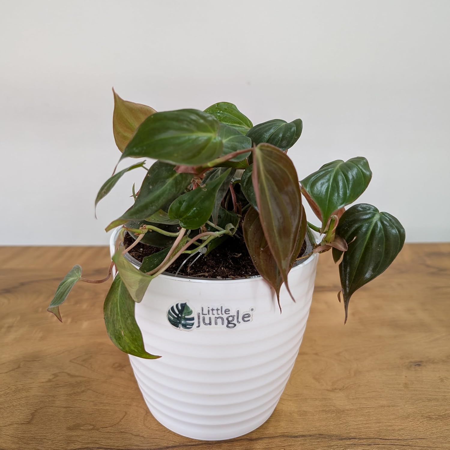 LittleJungle Philodendron Micans - Live Plant with 5.5 Inches White Decor Pot | Indoor Plants For Home | Live Plants Indoor | Air Purifying Plant | Live Plant With Pot For Home Decor |
