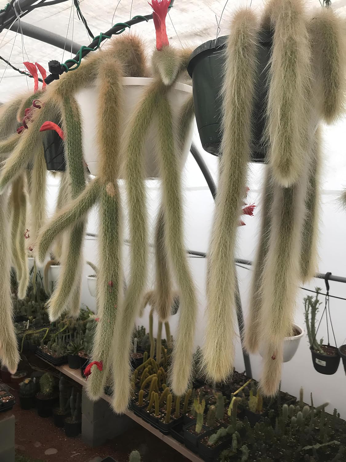 35+ SEEDS All Seasons Monkey Tail Cactus Seeds For Planting Home Garden -Indoor or Outdoor