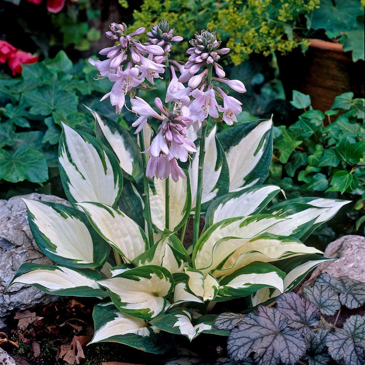 Exotic & Rare 40 Seeds Hosta 'Touch of Class' Blue/Yellow/Green Mixed Flower Seeds Easy to Grow, Exotic Flower Seeds/Grow In All Seasons in All India