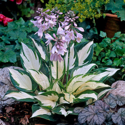 Exotic & Rare 40 Seeds Hosta 'Touch of Class' Blue/Yellow/Green Mixed Flower Seeds Easy to Grow, Exotic Flower Seeds/Grow In All Seasons in All India