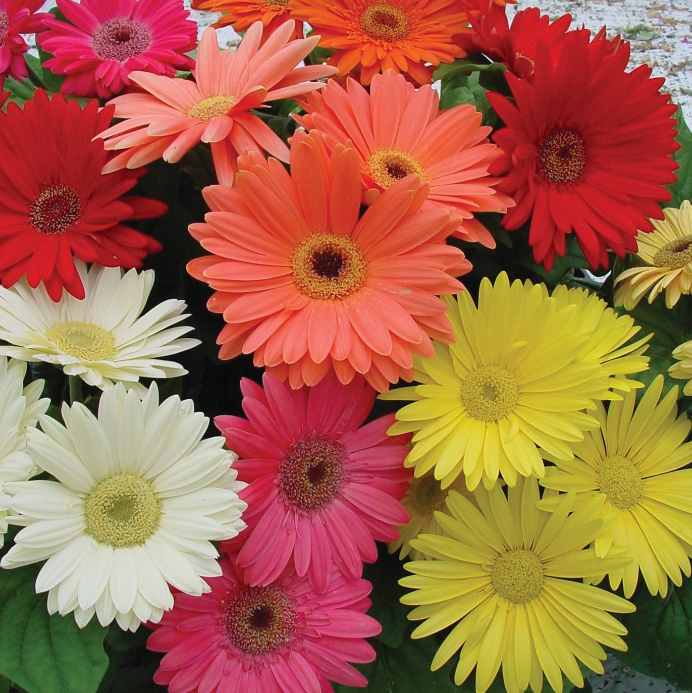 1 , A) 100 Seeds : Outsidepride Gerbera Mix - 100 Seeds - Seeds Ville