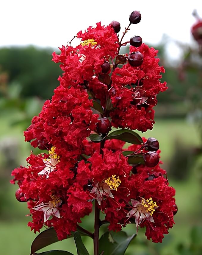 Seeds Ville Furush Rare Variety Flower Live Plant Outdoor Tree