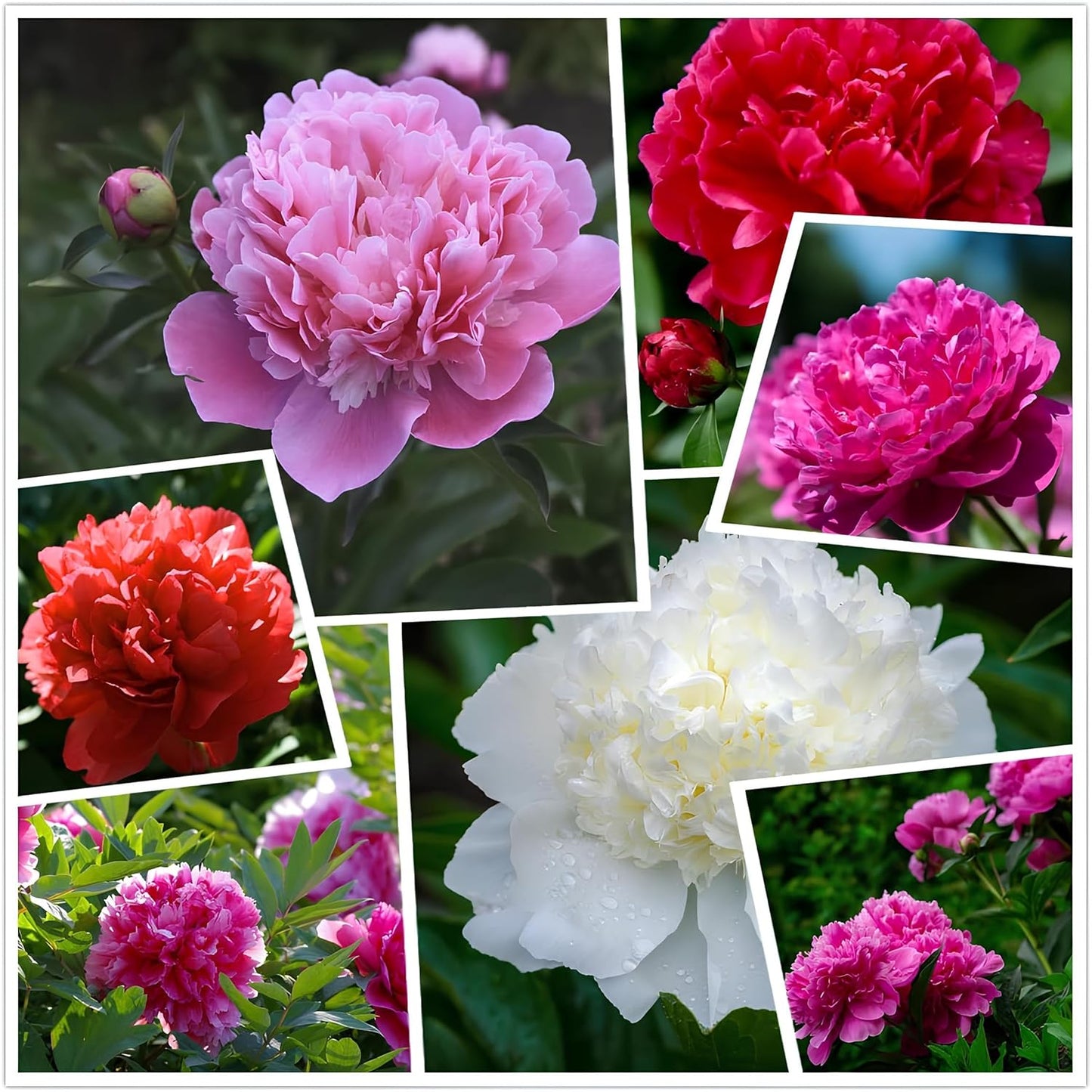 75+ Peony Mixed Flower Seeds For Planting- Double Beautiful Perennial Dwarf Plant Garden
