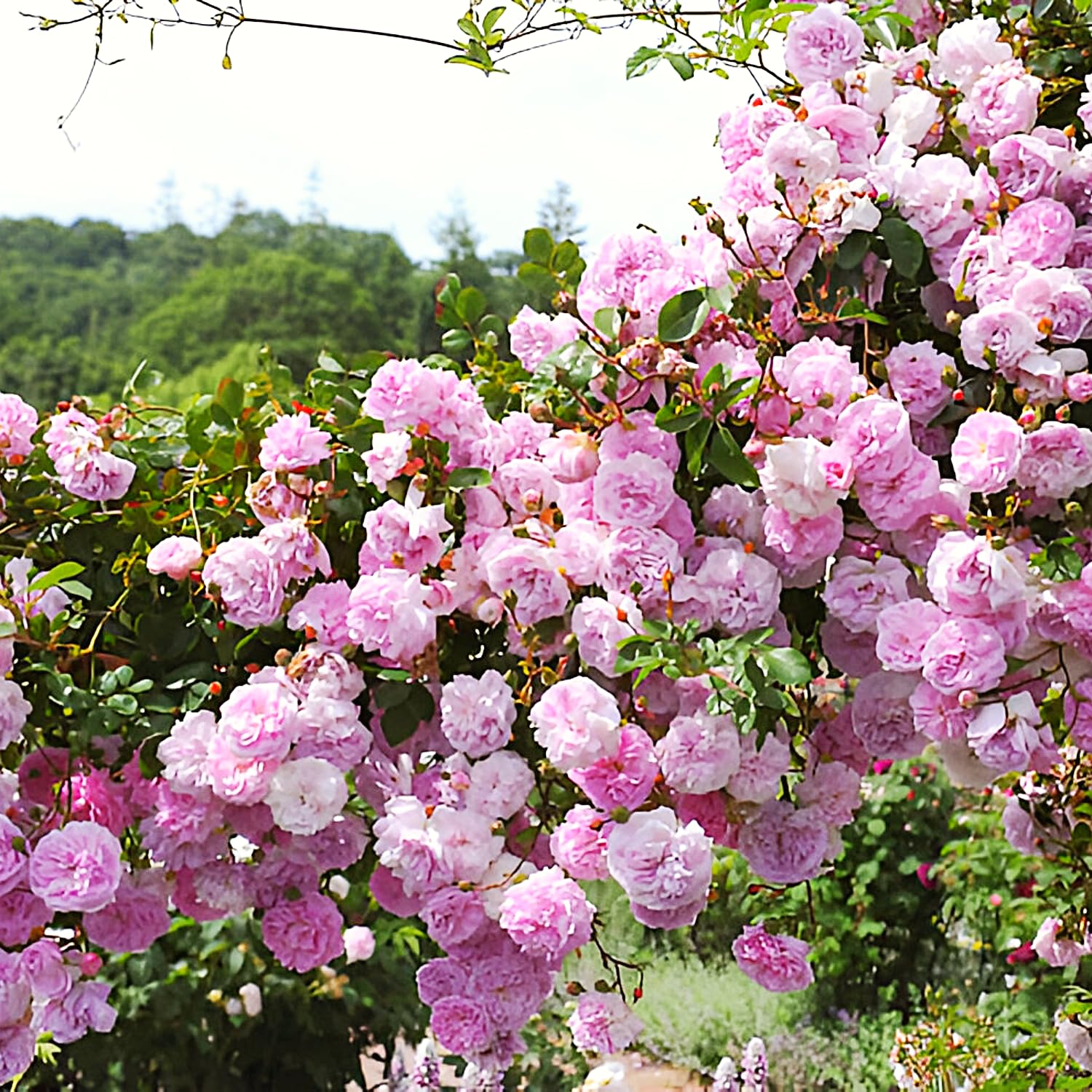 Imported Hybrid 5 different variety Colour Of Climbing Rose Flower Seeds(Red,Yellow,Dark Pink,Pink,White)(Each 50 Total 250 Seeds)