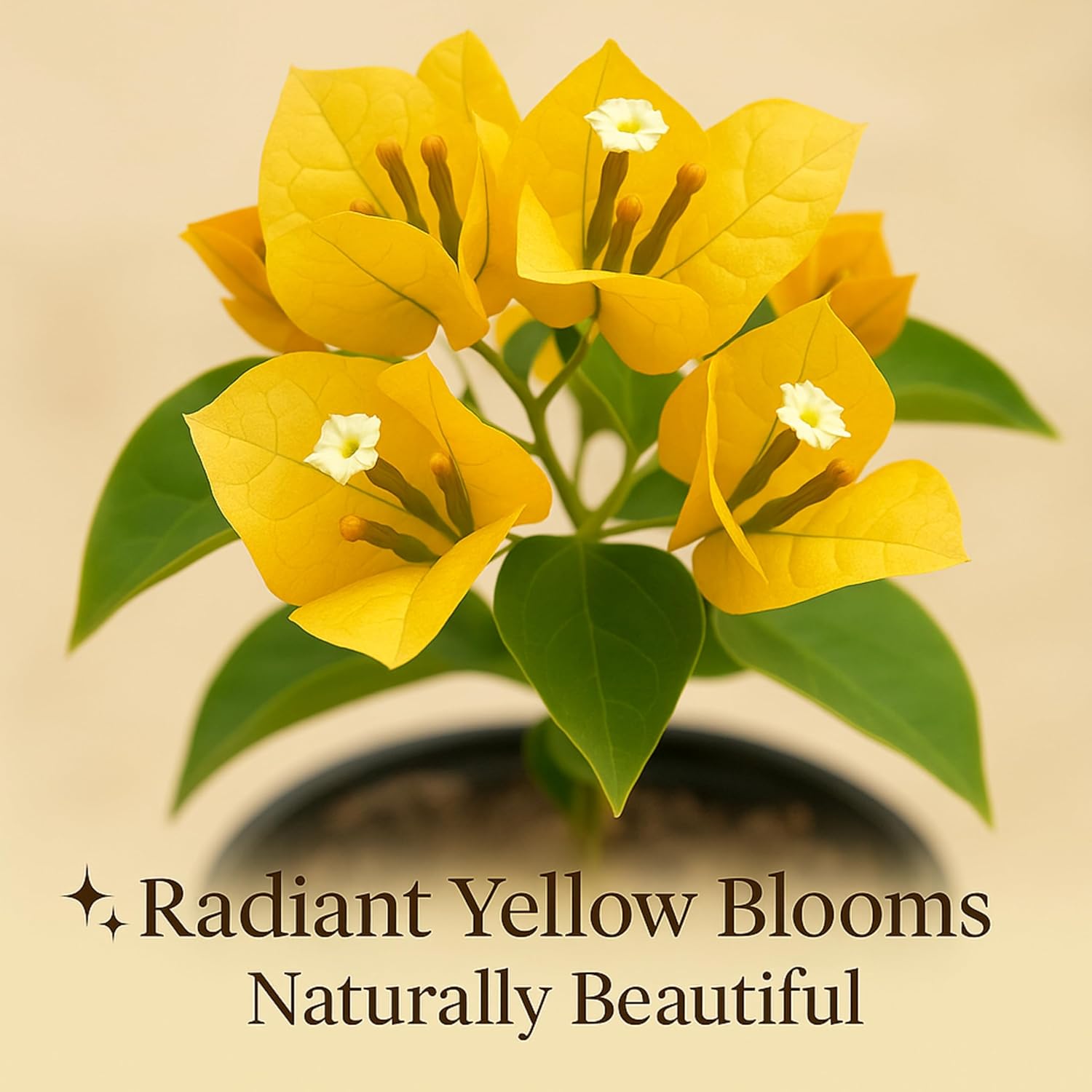 Indian Gardens - Bougainvillea Glabra live plant | Indoor & Outdoor Plant | Nyctaginaceae | Paper Flower (Yellow, 6" Terracotta)