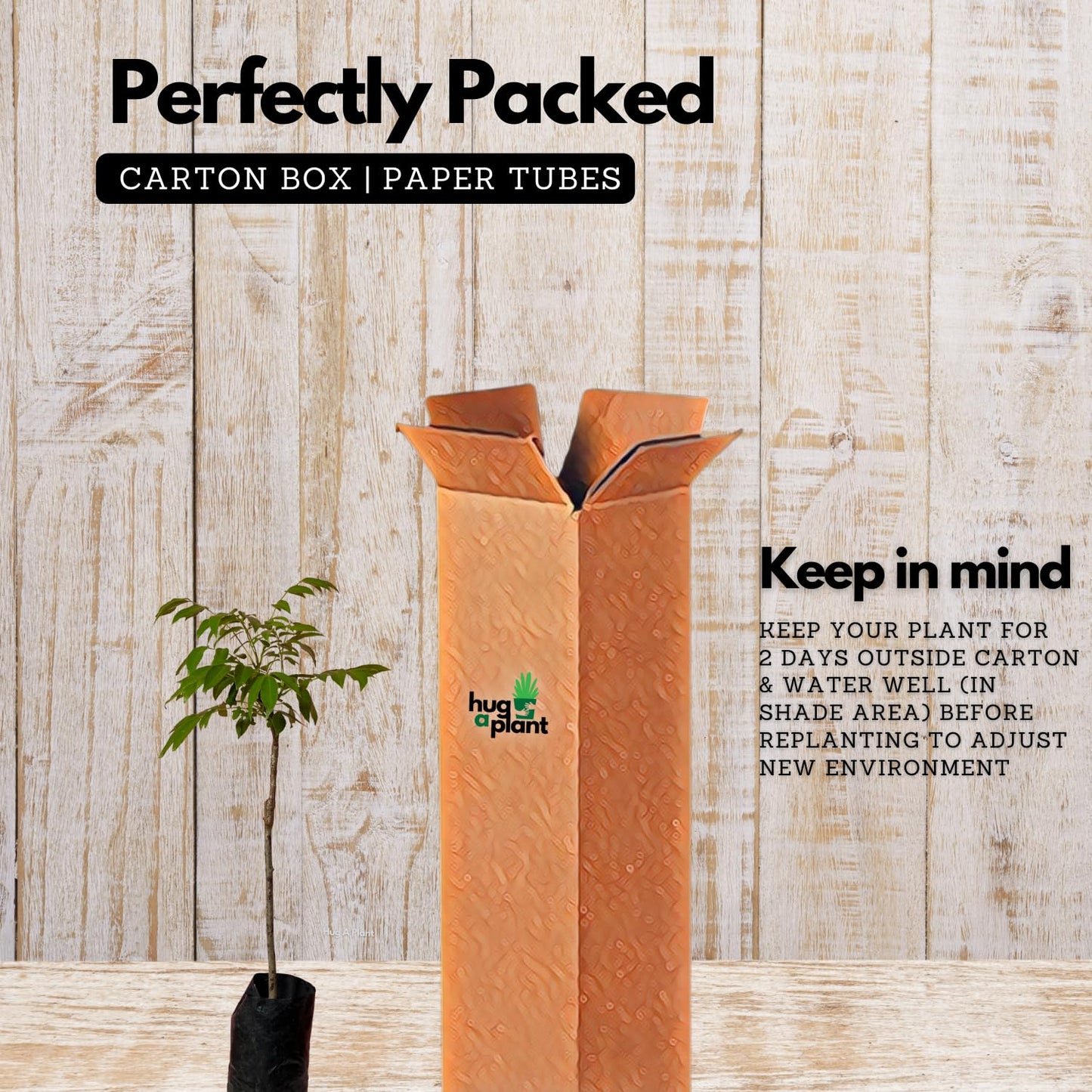 Hug A Plant | Sweet Ambazham/Ambarella (Grafted) (Spondias mombin) Fruit Live Plant (Home & Garden)