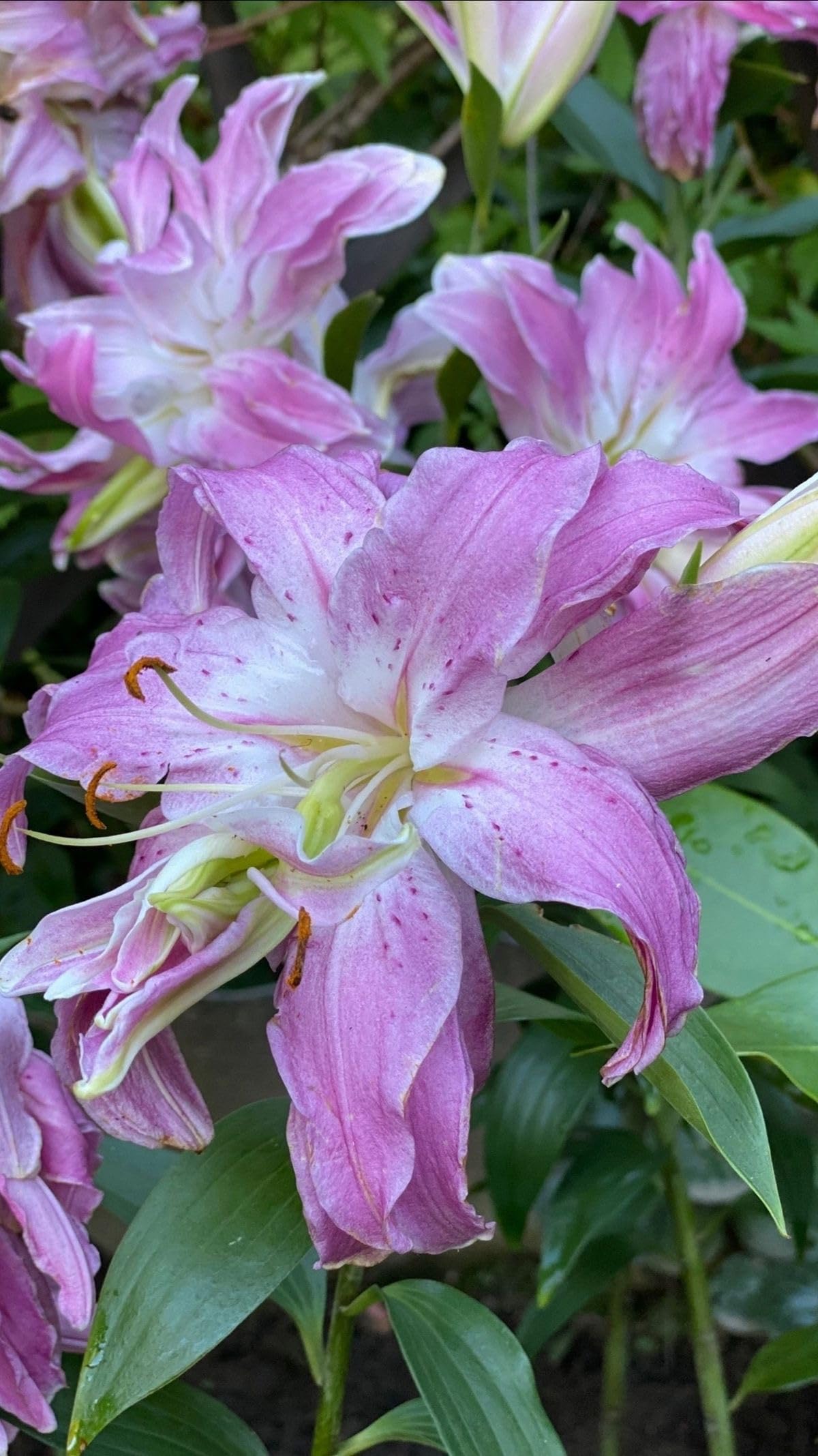 SVG® Double Oriental Lily Flower Bulbs for Home and Gardening, pack of 1 Bulbs (SHADED PINK)