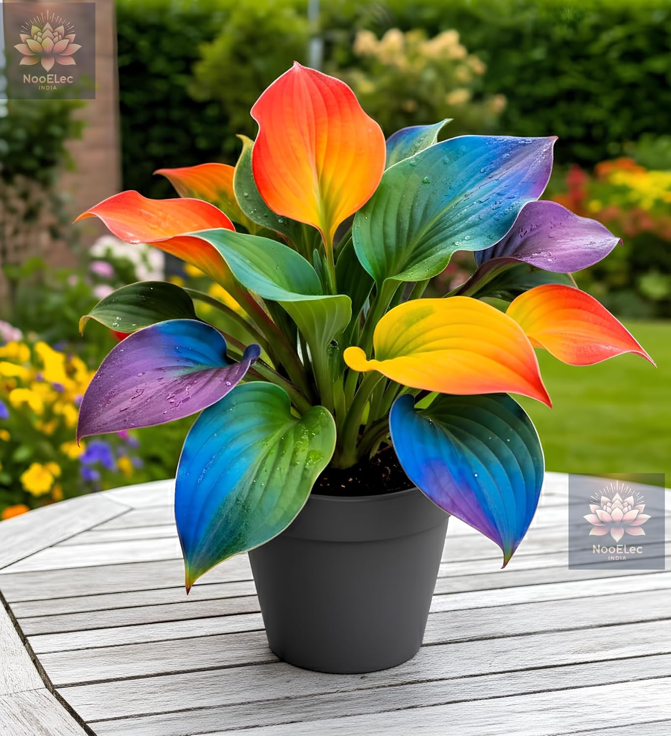 Hosta Seeds For Planting (200 SEEDS) Low Maintenance - Grow Indoor/Outdoor Both - Grow Year Round (HYBRID RAINBOW)