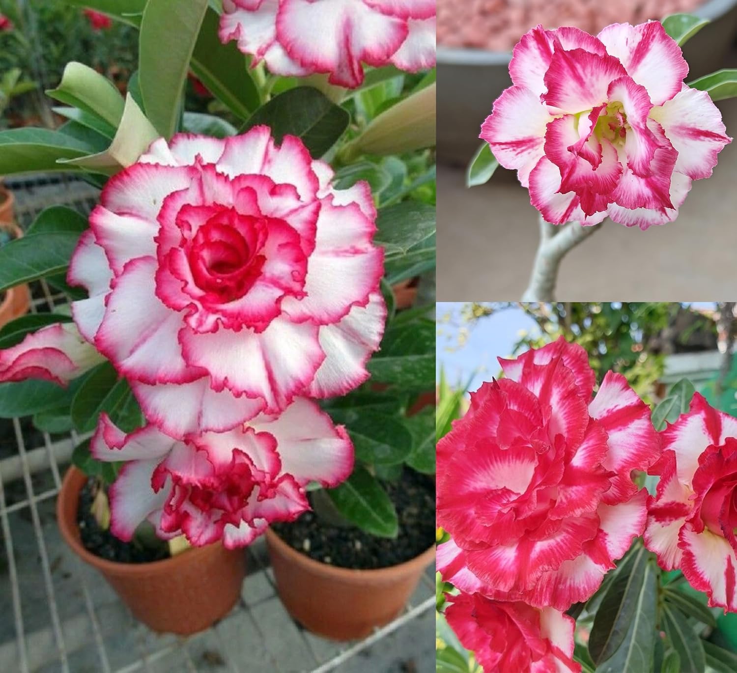 Adenium Desert Rose Live Plant – All Time Air Layered Tree | Adenium Plant Live with Red Rose Flower | Desert Rose Indoor Outdoor Plant | Flowers in 2–3 Years
