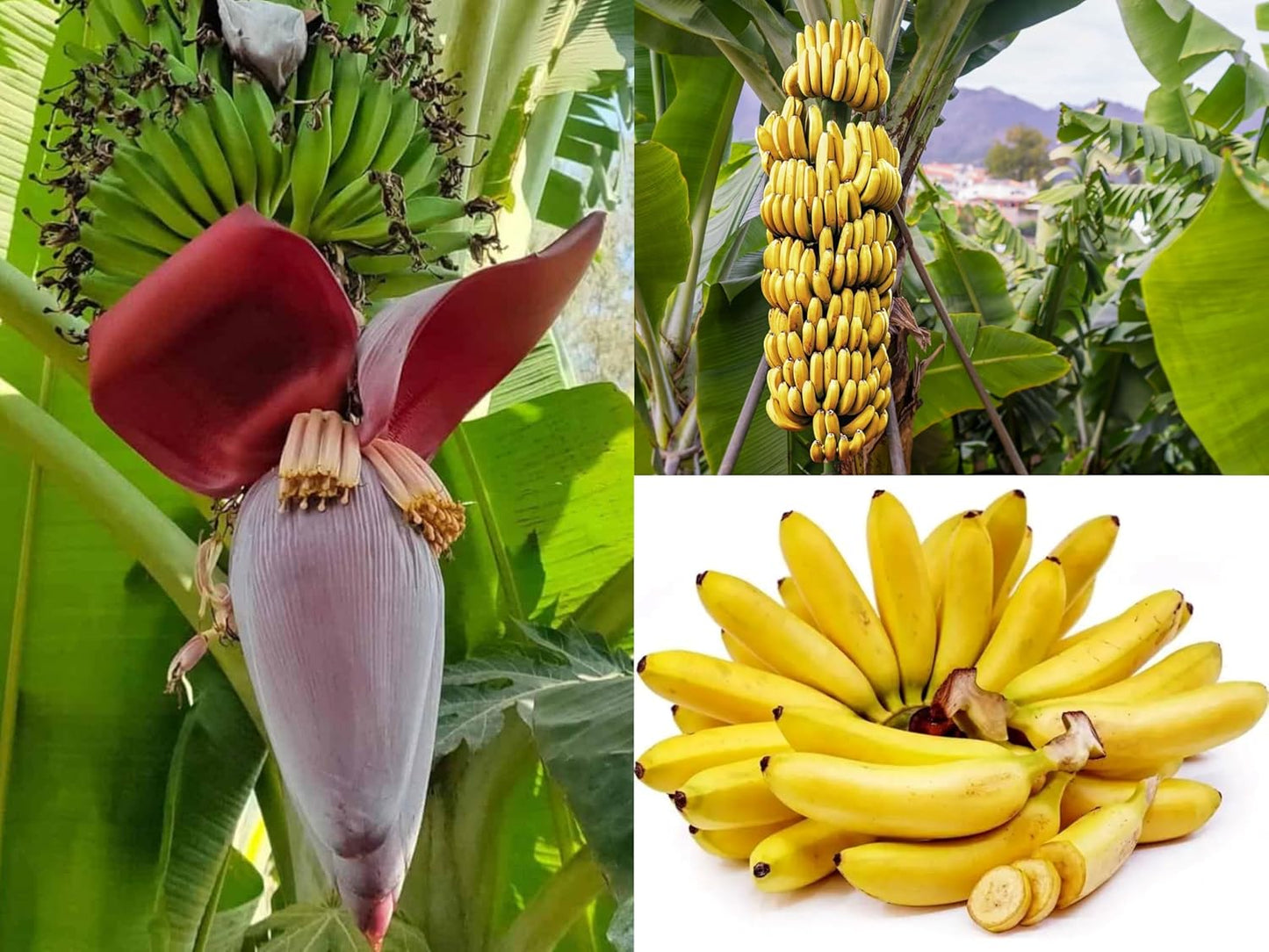 M J CREEPERS (Combo Pack Of 2) Tissue Culture YELAKKI Banana Plant, Elaki (Elaichi) Banana Kela fruit Plant, Musa Fruit Plant for Outdoor Gardening, 2 Healthy Live Plant In Grow Bag.
