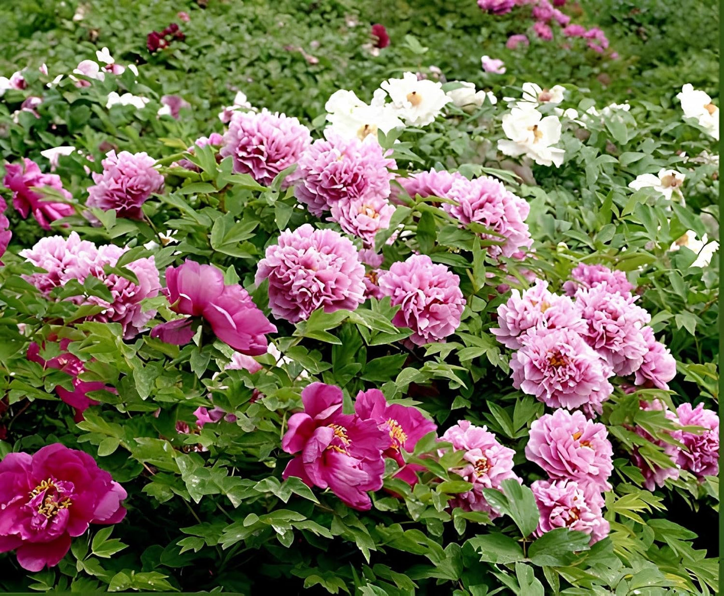 75+ Peony Mixed Flower Seeds For Planting- Double Beautiful Perennial Dwarf Plant Garden