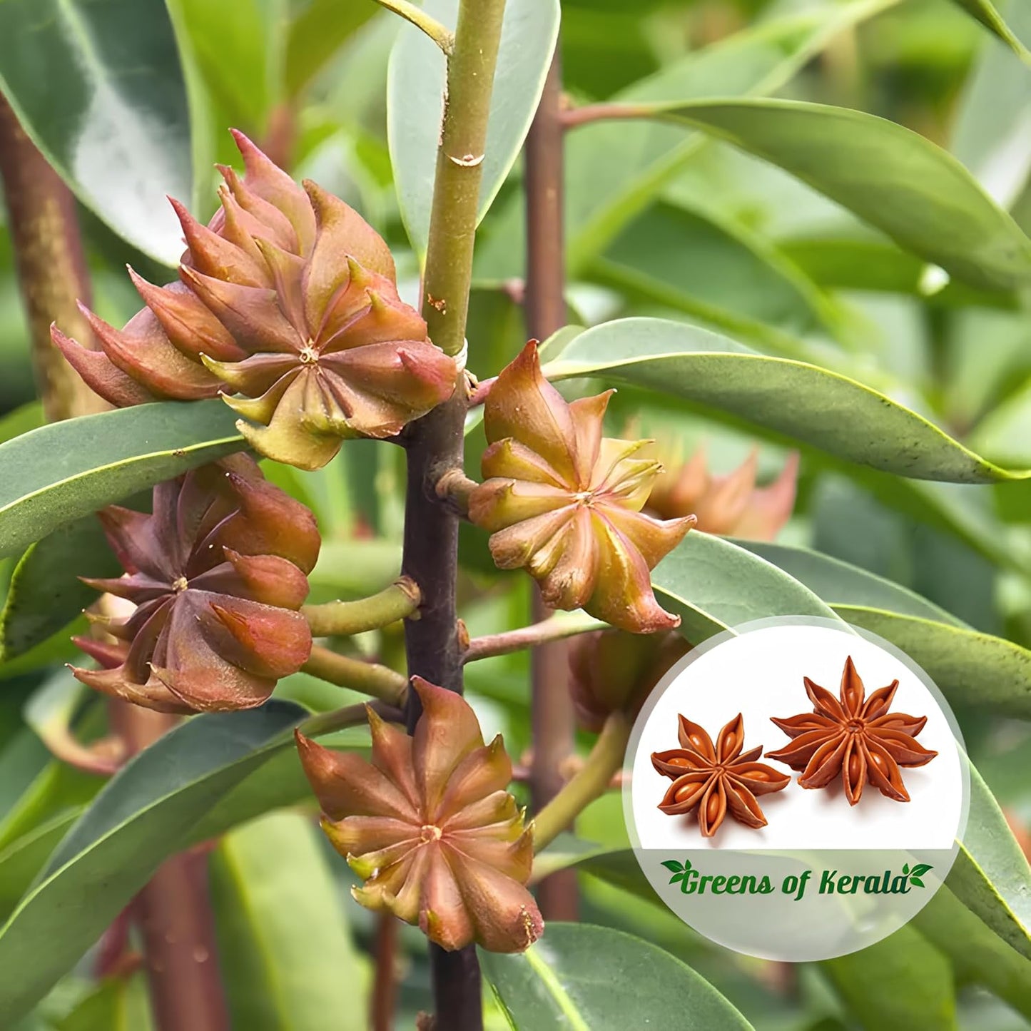 BlimBurn 25 Seeds- Illicium Verum, Chinese Star Anise Seeds, Staranise Bajiao- Grow All India - Seeds Ville