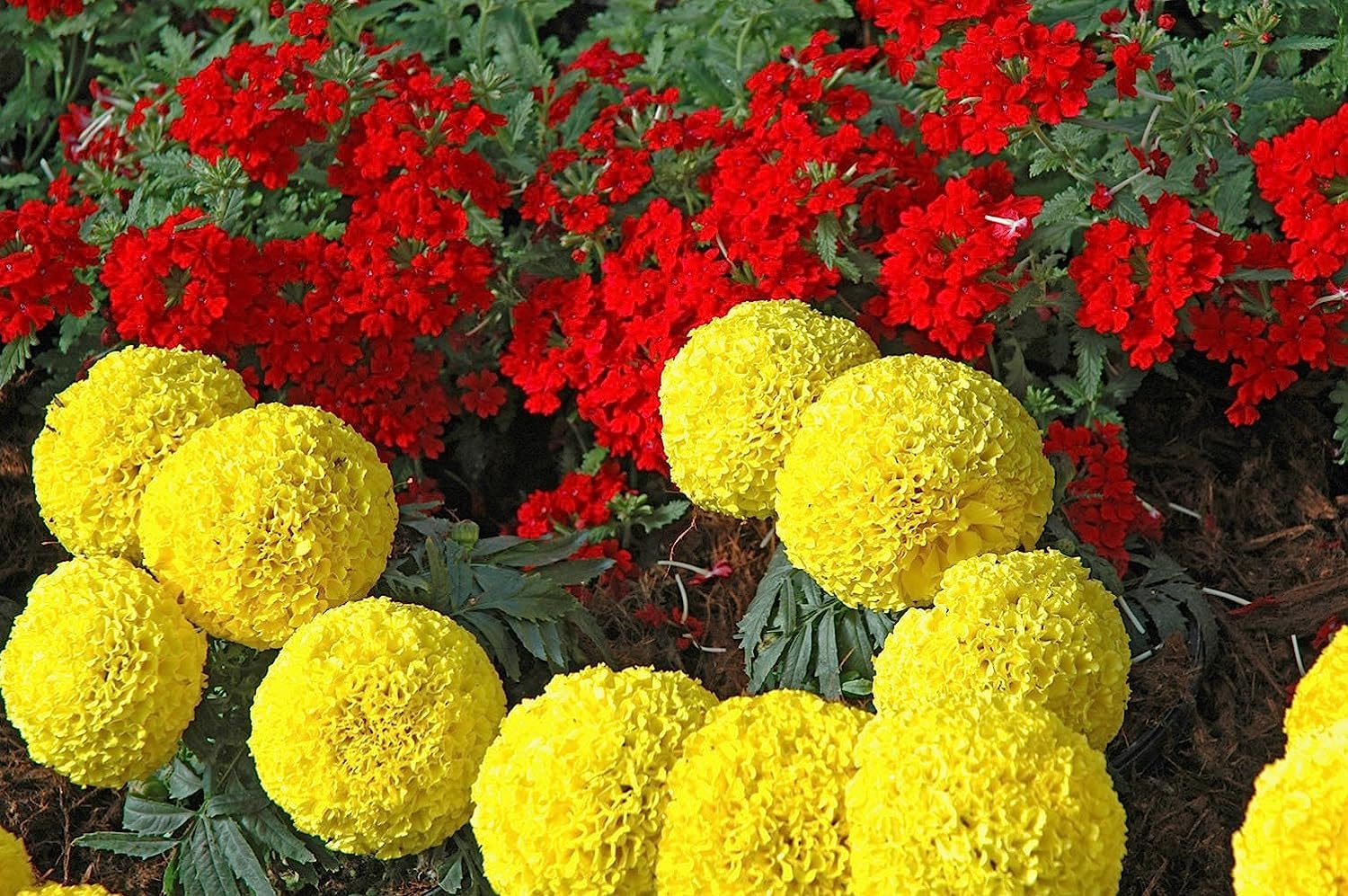 Marigold Inca yellow | Dwarf Variety | F1 Hybrid | Flower Seeds | For Home Garden & Farming | Pack of 1000 Seeds - Seeds Ville