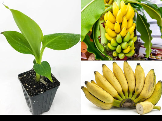 M J CREEPERS (Combo Pack Of 2) Tissue Culture YELAKKI Banana Plant, Elaki (Elaichi) Banana Kela fruit Plant, Musa Fruit Plant for Outdoor Gardening, 2 Healthy Live Plant In Grow Bag.