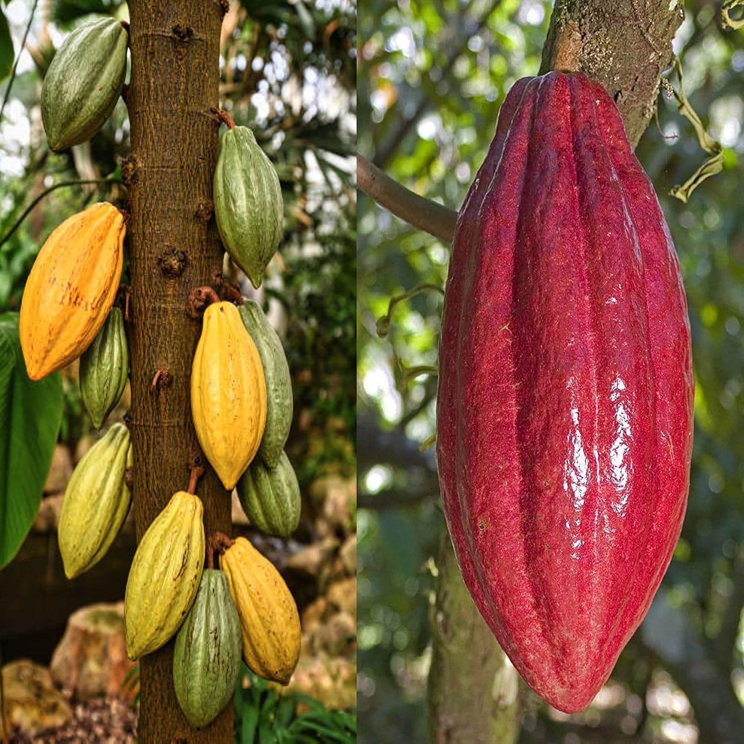 Seeds Ville Cocoa Fruit Live Plant 45-90 cm Tall