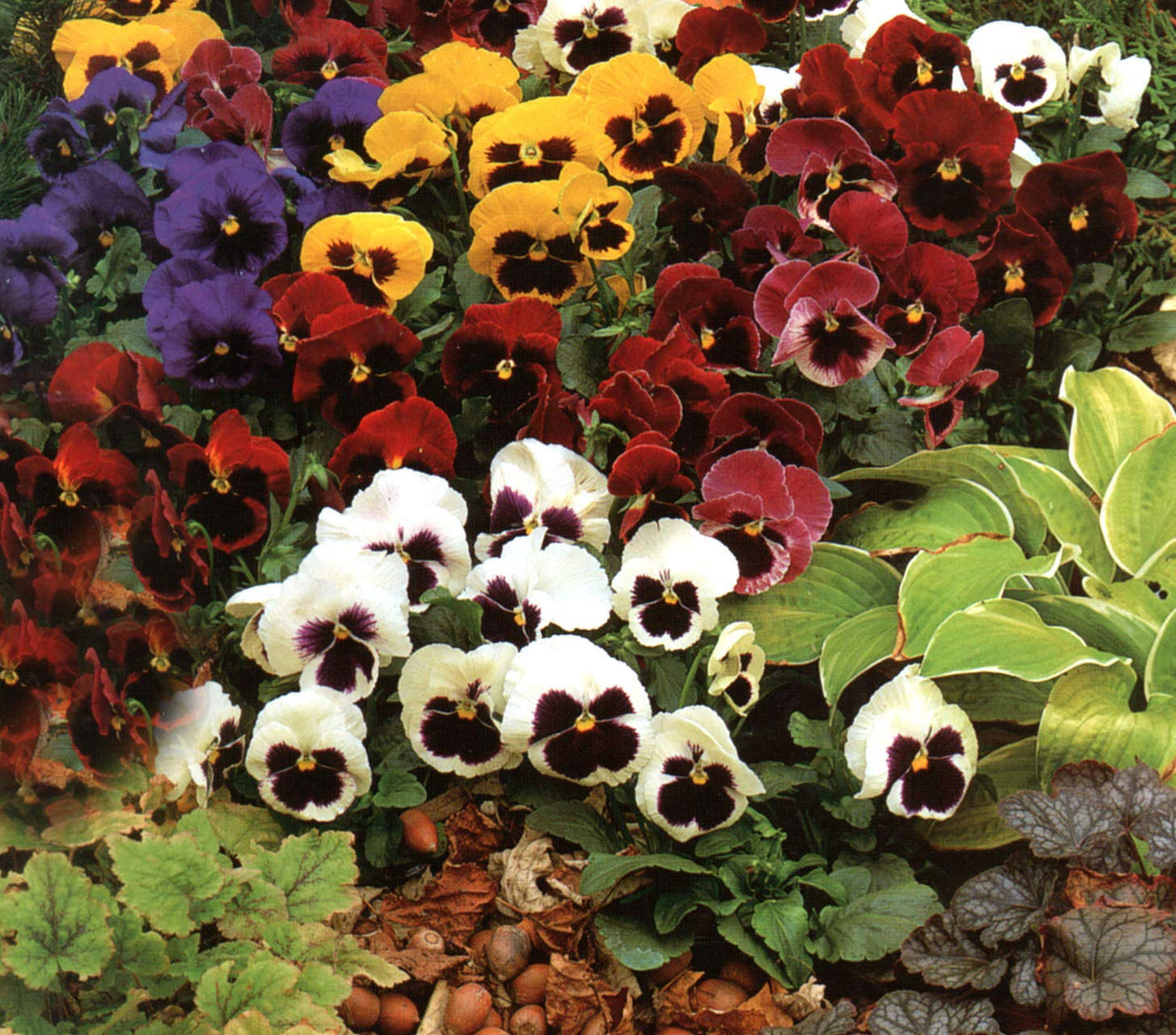 1,000+ Pansy Flower Seeds- Swiss Giants Mix Flower Seeds (Bulk) Hardy Annual - Seeds Ville