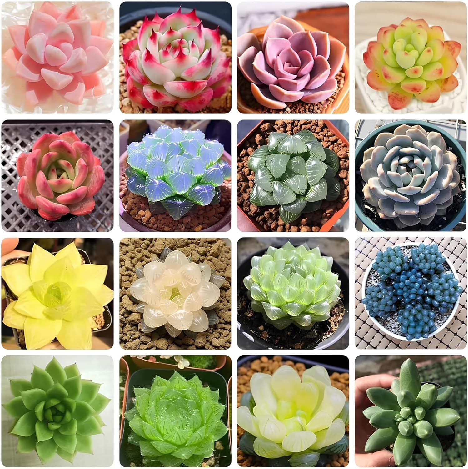 75+ Seeds - Air Purifier Mix Cacti Succulent Seeds Pack For Home Garden Planting - Grow Year Round. - Seeds Ville