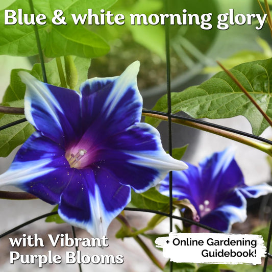 100+ Blue & White Morning Glory Seeds (Ipomoea) – Perennial Flower Seeds for Planting, Climbing Flowering Vines – Ideal Flower Seeds to Plant Outside & Inside in Containers, Trellises, Beds - Seeds Ville