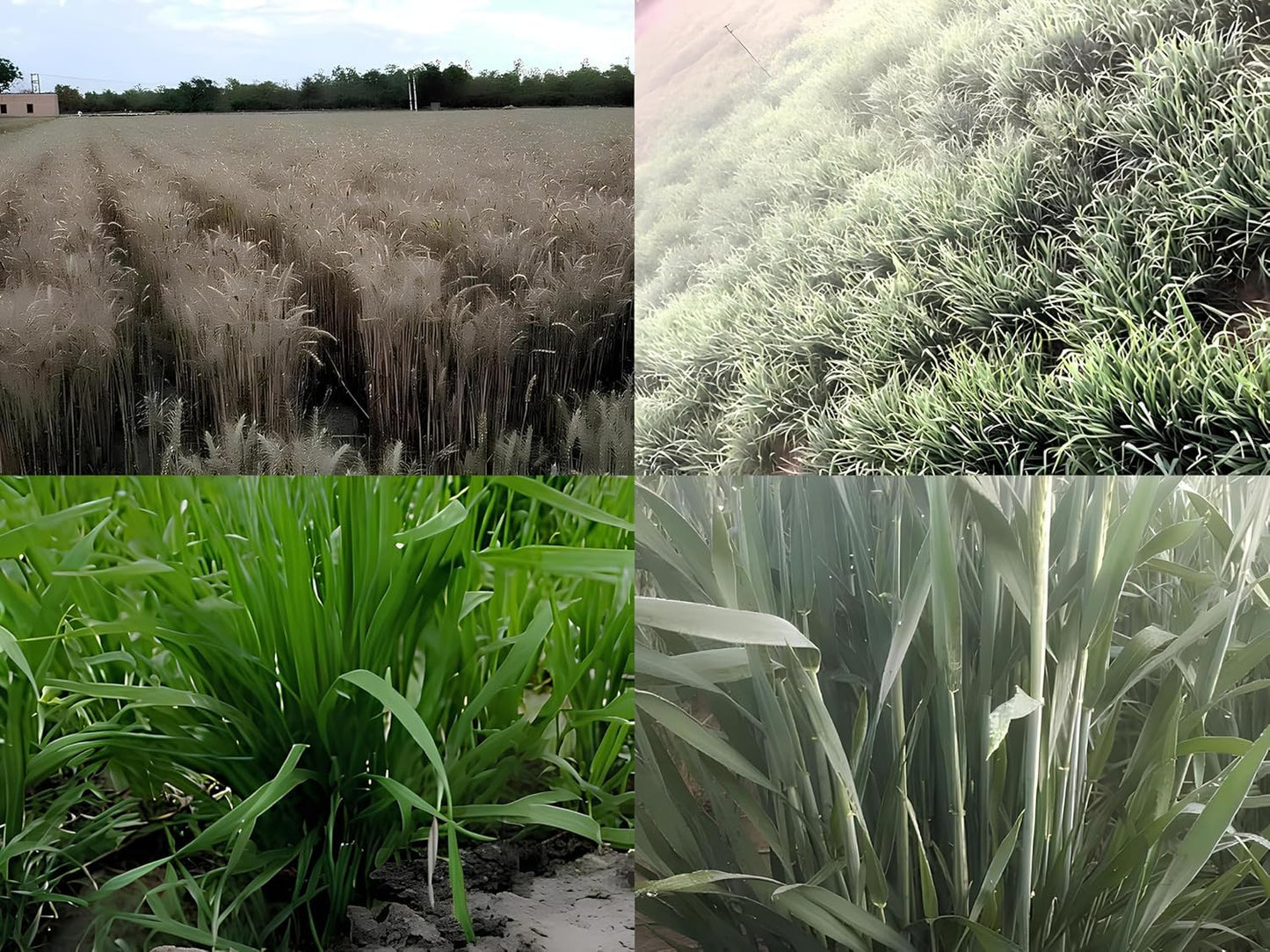 Urban Eden High Yield Wheat Grass Seeds (DG 09 Israel Variety) - Fast Growing for Maximum Harvest | Ideal for Juicing, Fodder & Commercial Farming (1.9 KILOGRAMS) - Seeds Ville