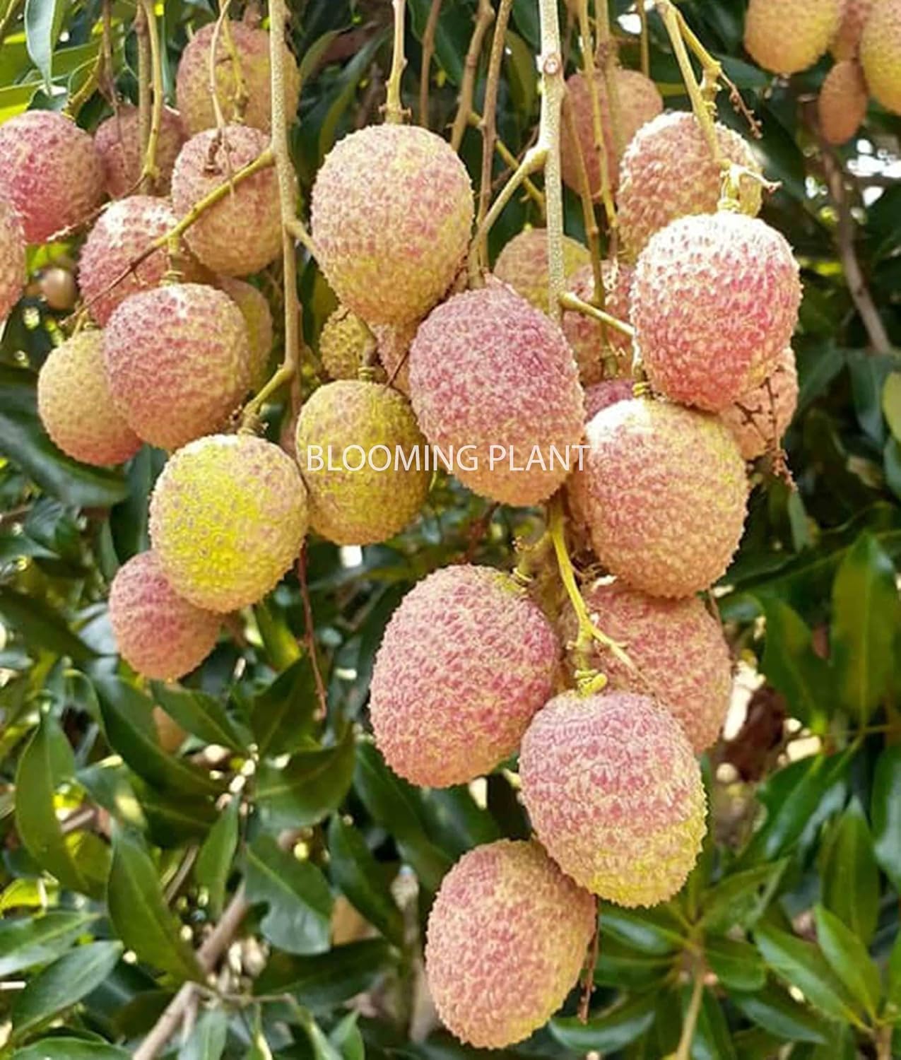 Muzaffarpur Shahi Litchi Fruit Live Plant | Lichi | Lychee | Lichu | Air Layered - Hybrid | High-Yield - Sweet Fruiting Tree For Home Garden (1-2 Feet Height 1 Leechi Plant in Poly Bag)