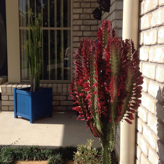 Indoor Cactus Succulent Seeds Pack - 35 Seeds Eco Pack (African Milk Tree)