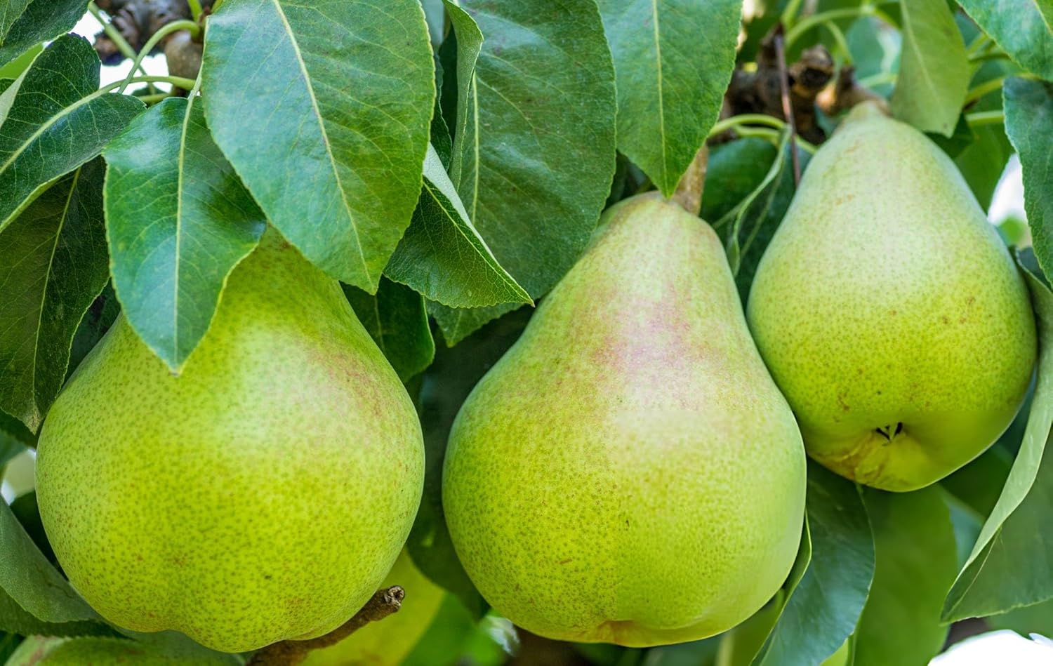 Pear babugosha dwarf grafted live trees Naspati hybrid Pear Fruit Plant (Pack of 1)