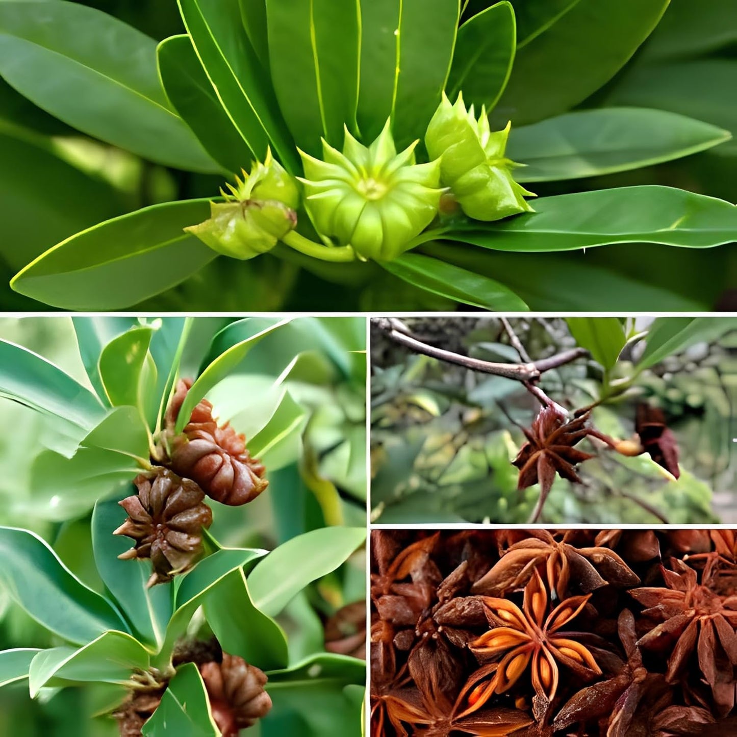 BlimBurn 25 Seeds- Illicium Verum, Chinese Star Anise Seeds, Staranise Bajiao- Grow All India - Seeds Ville