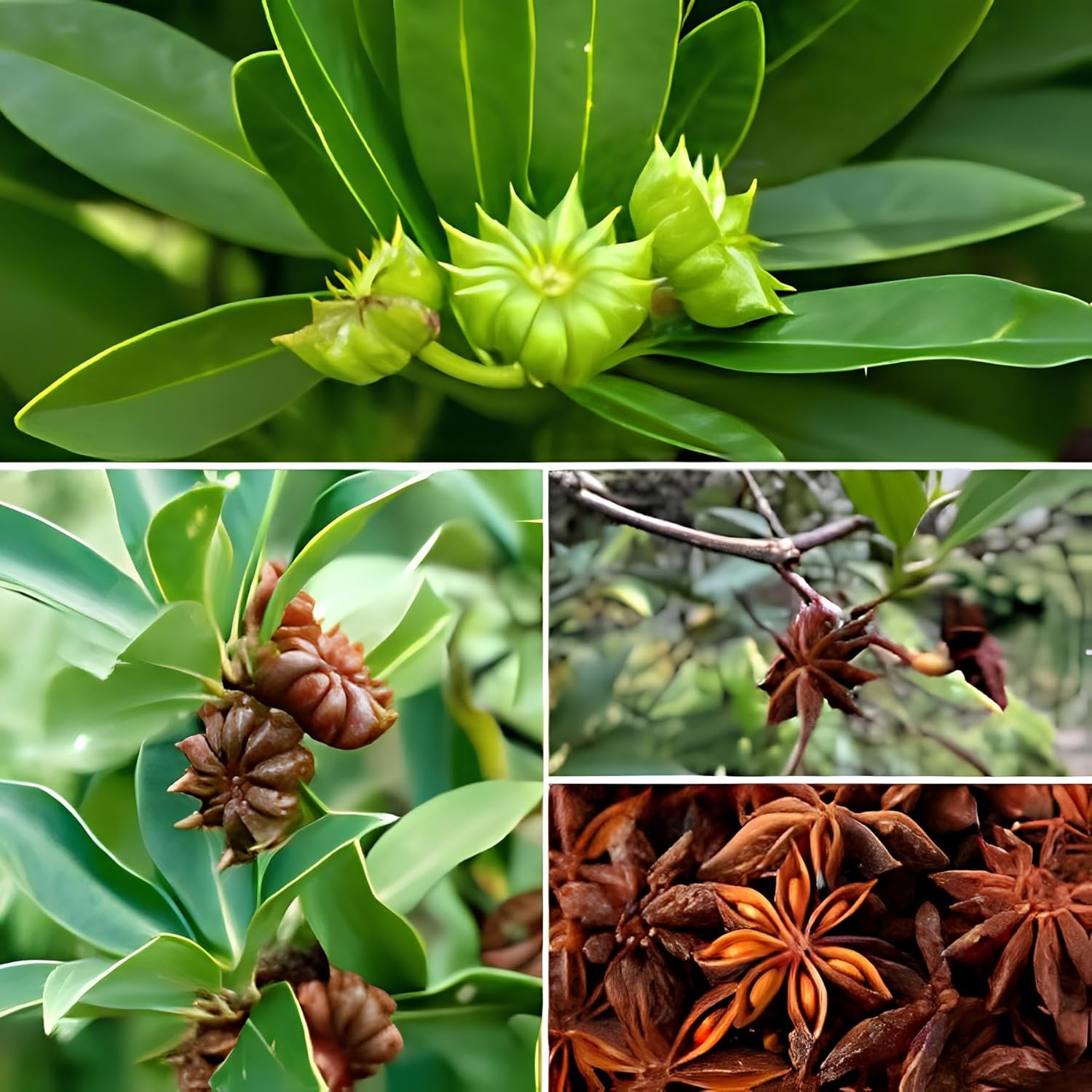 BlimBurn 25 Seeds- Illicium Verum, Chinese Star Anise Seeds, Staranise Bajiao- Grow All India - Seeds Ville