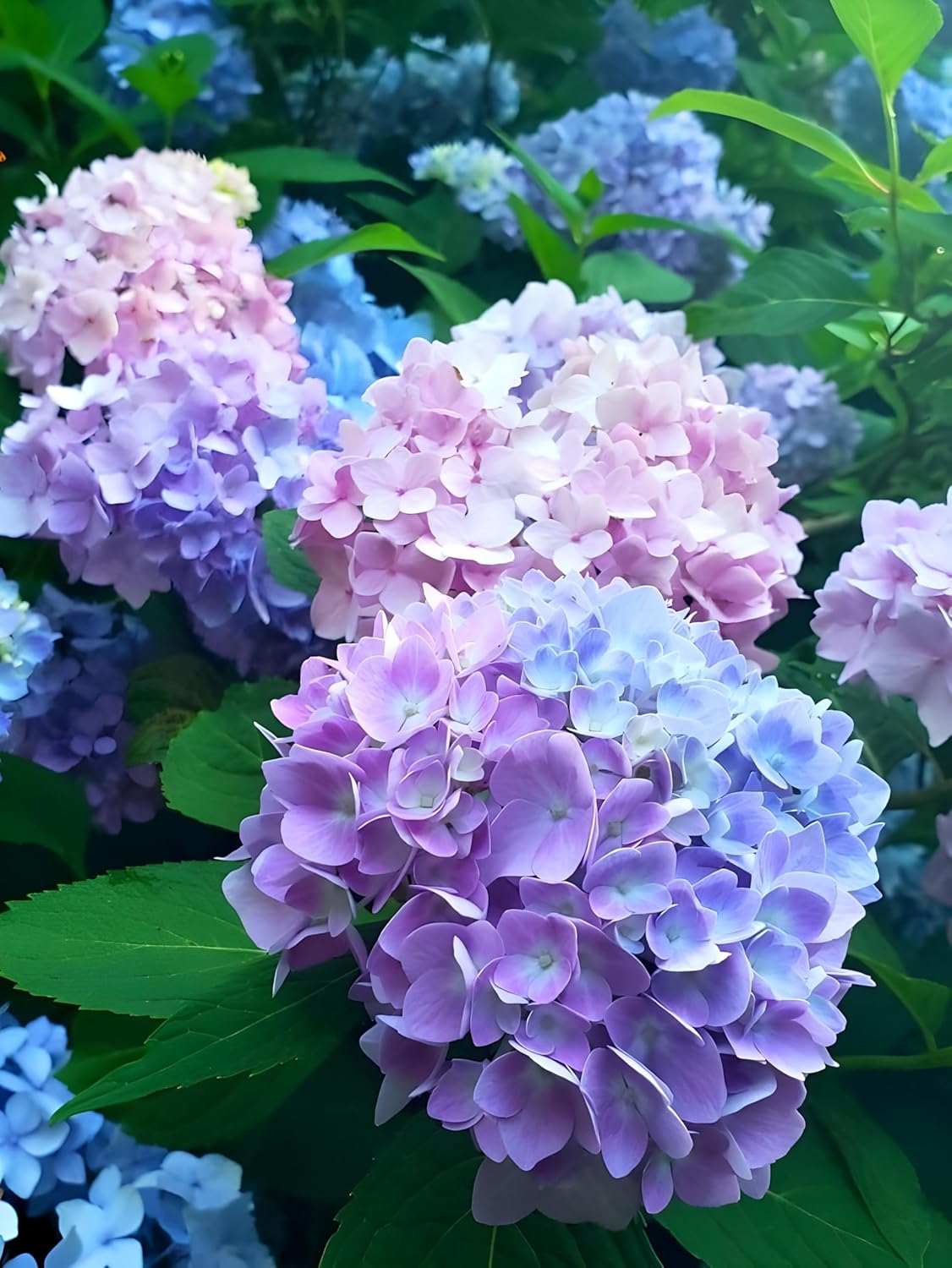 Rare Hydrangea Pink & Purple Colour Flower Live Plant, Special Variety, Healthy Plant & Tree Pack