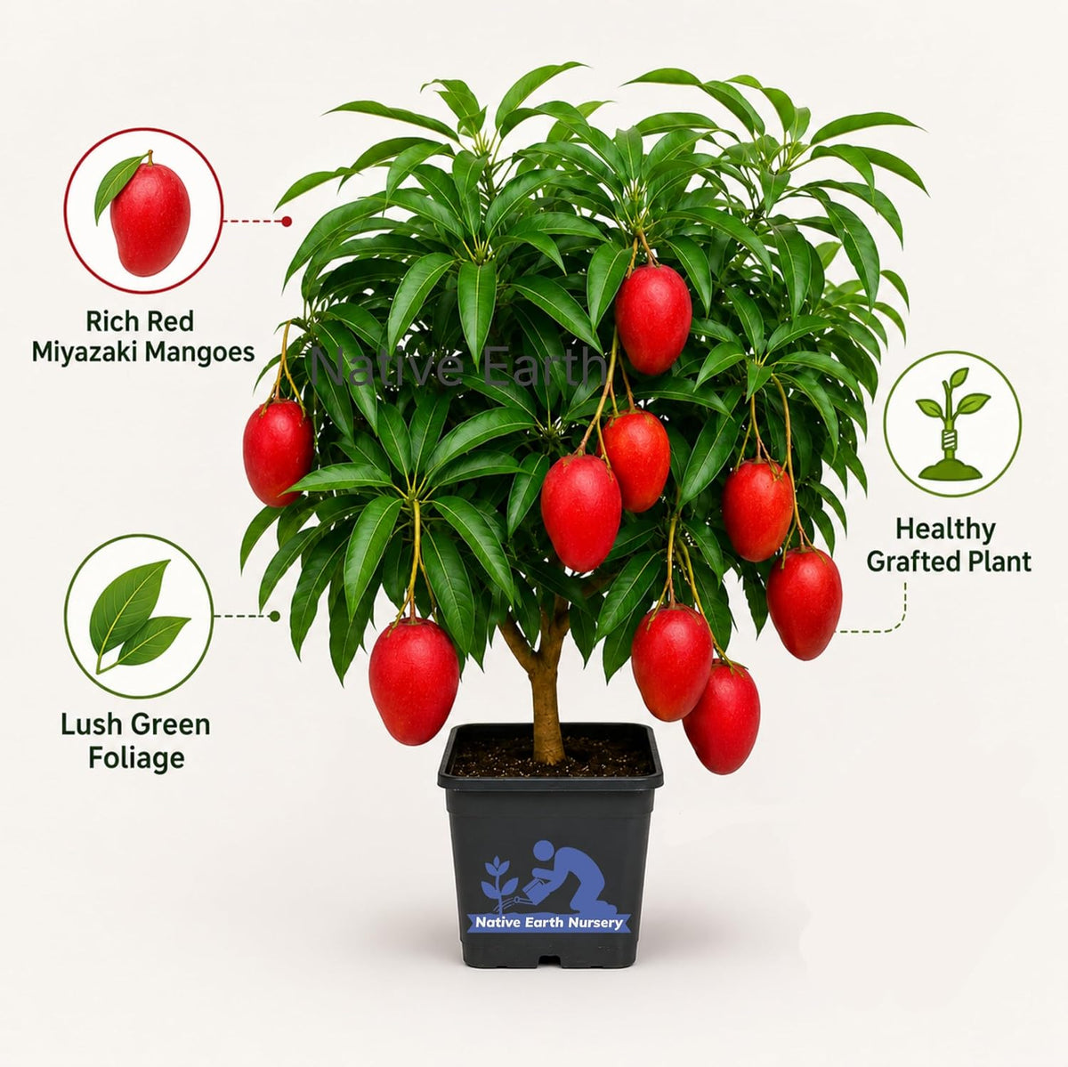 Seeds Ville Japanese Miyazaki Mango Grafted Live Plant Hybrid