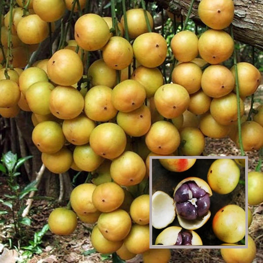 Lotkon Kafai Mooti Fruit Live Plant (1.5-3 Feet Height)