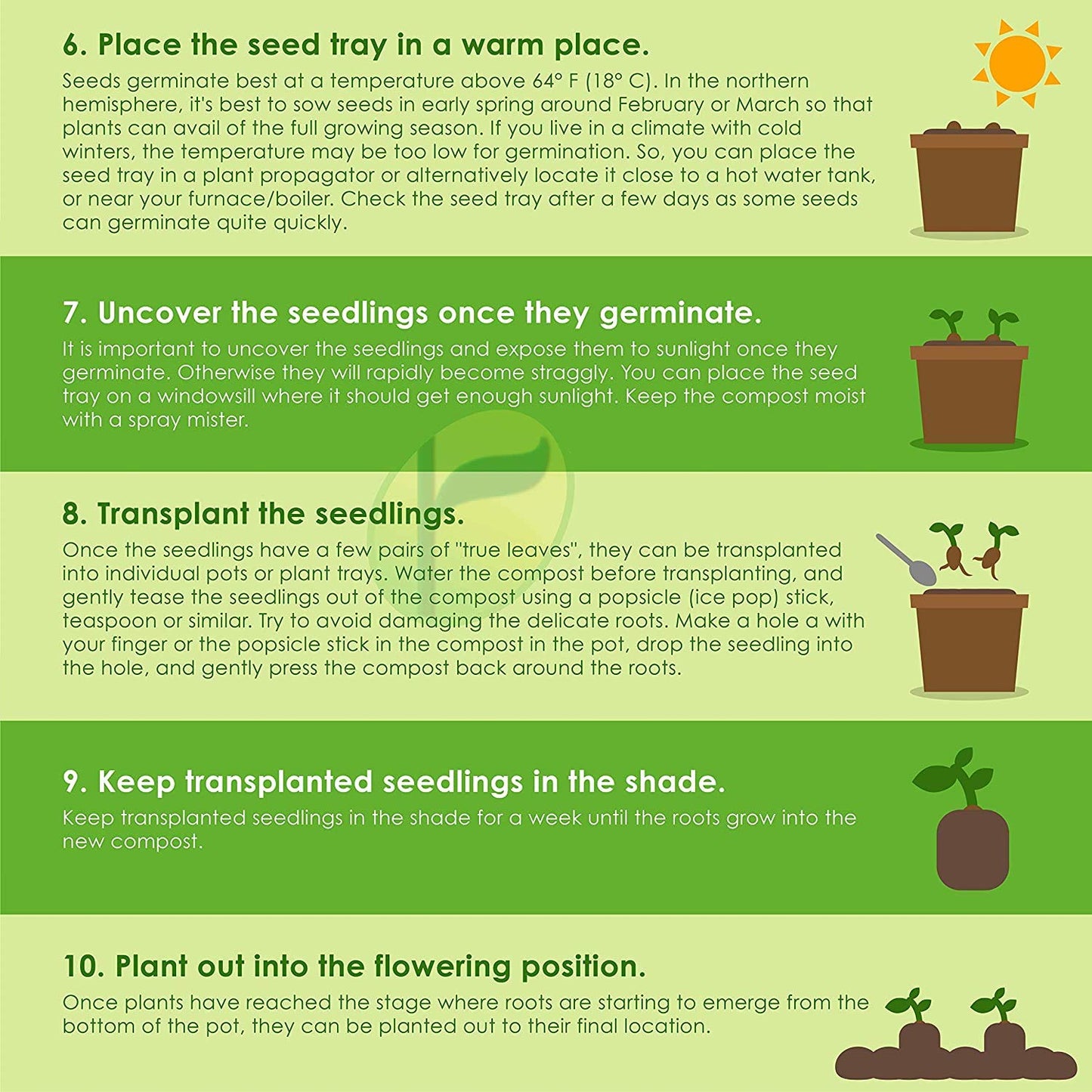 VIBEX -™ VXL-591 ORGANIC Exotic Glass Gem Corn Seeds