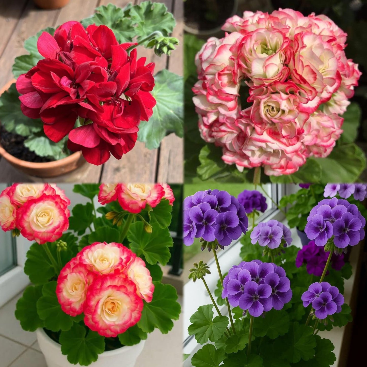 Climbing Double Geranium Flower Seeds for Home and Kitchen Gardening, Pack of 60 to 80 seeds