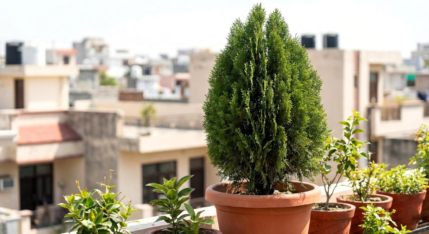 BlimBurn Giant Thuja Tree Seeds (Morpankh) for Home Garden - All Season Evergreen Plant Seeds - Drought Tolerant, Low Maintenance & Fast Growing (Pack of 35+ Seeds]