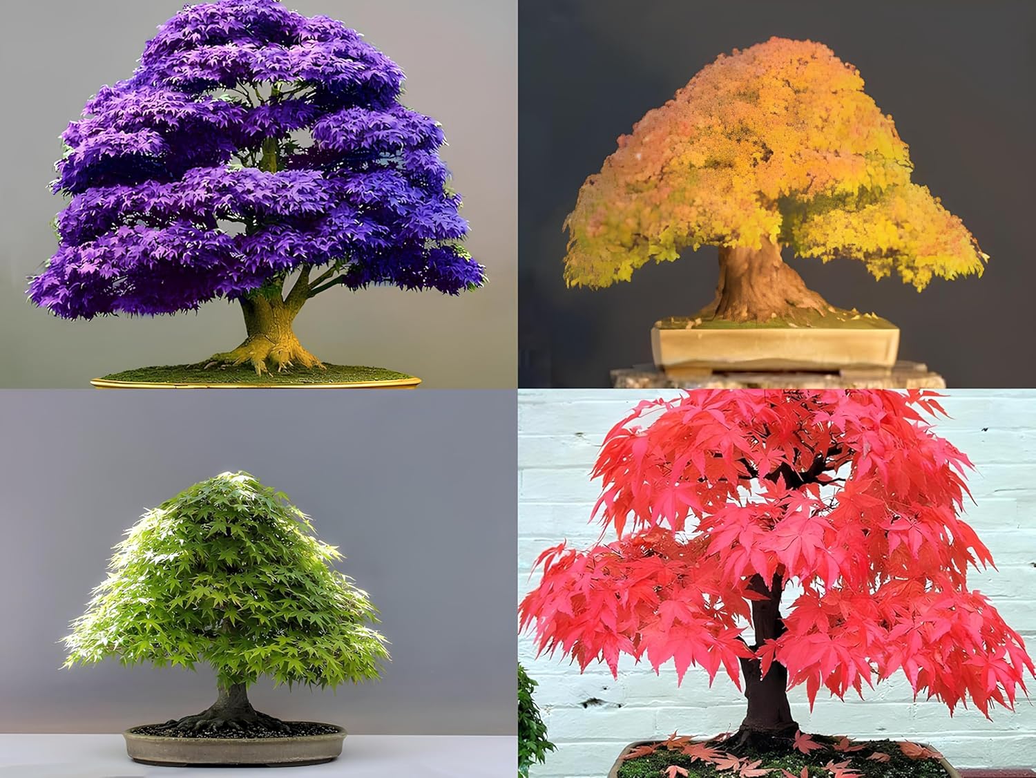 Combo Pack- Japanese Maple Tree Combo Pack - 4 Variety - 15+ Seeds Each - 60+ Seeds Total - Red, Green, Yellow, Purple