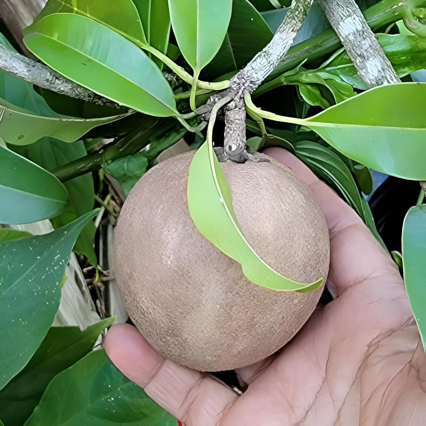 RK and JA Plant* Hybrid & Sweet Sapota/Chiku Fruit Live Plant (Grafted). All time Season & Fruit After 2 Months. (Pack Of - 1)