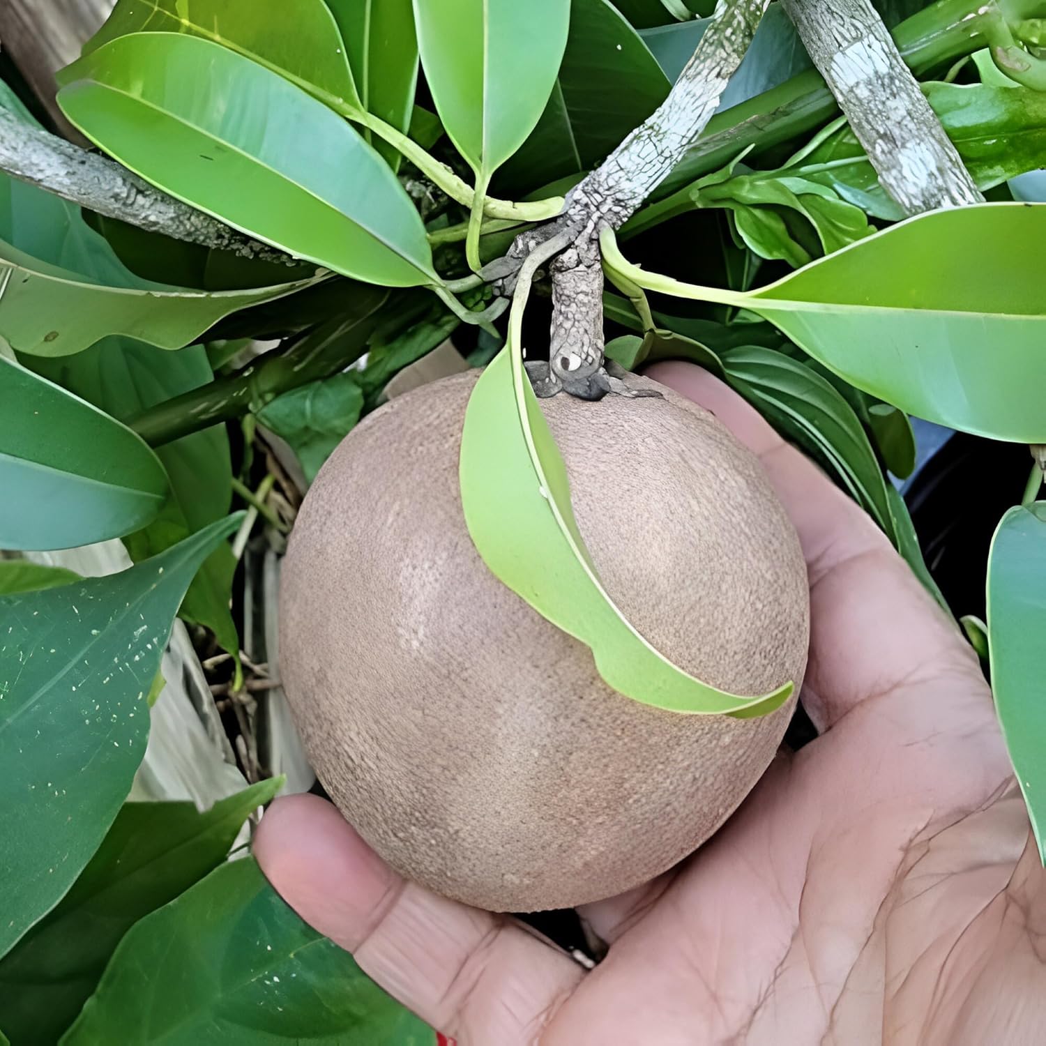 RK and JA Plant* Hybrid & Sweet Sapota/Chiku Fruit Live Plant (Grafted). All time Season & Fruit After 2 Months. (Pack Of - 1)