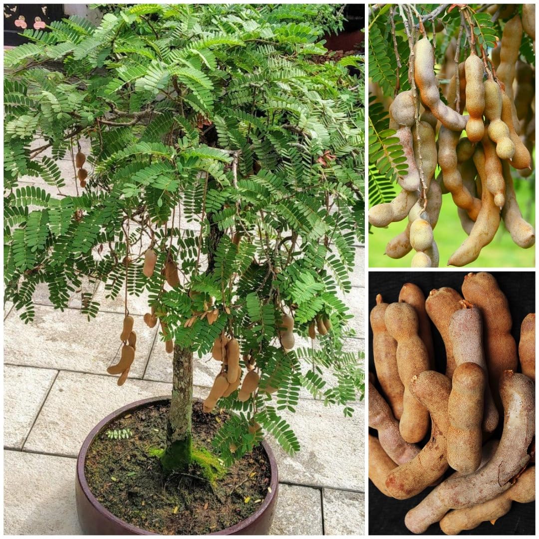 Dwarf Tamarind Grafted Fruit Plant (Tamarindus Indica) Bonsai Imli Healthy Live Fruit Tree In PolyBag, Tetul Plant Height 2 feet