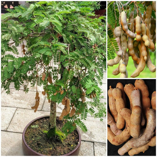 Dwarf Tamarind Grafted Fruit Plant (Tamarindus Indica) Bonsai Imli Healthy Live Fruit Tree In PolyBag, Tetul Plant Height 2 feet