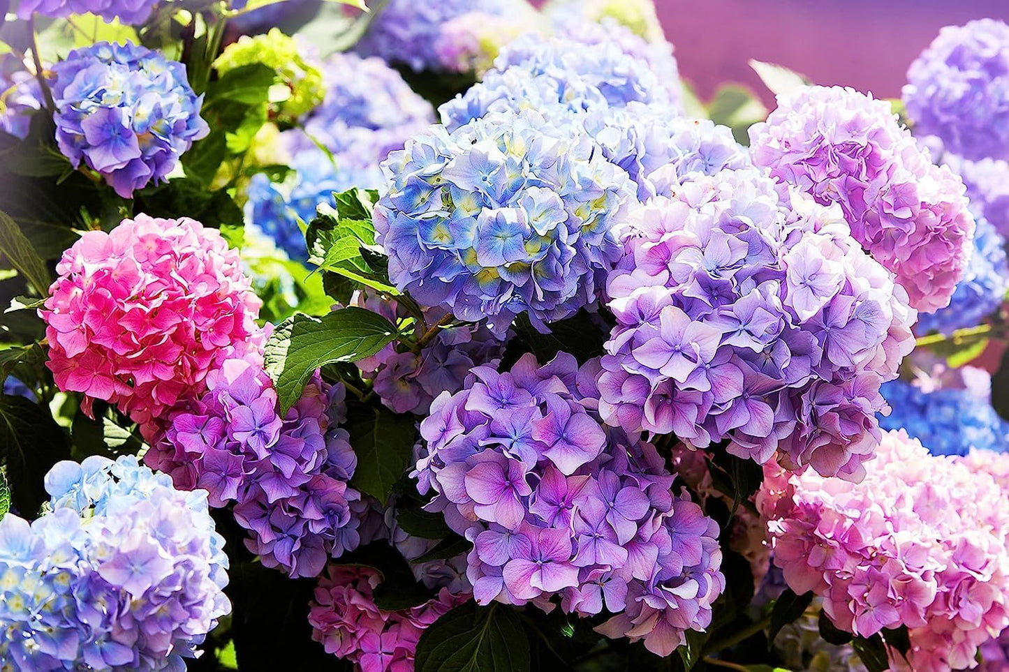 50+ Seeds- Hydrangea Flower Seeds, Mixed Color - Large Colorful Blooms, Flower Bush Plant Seeds