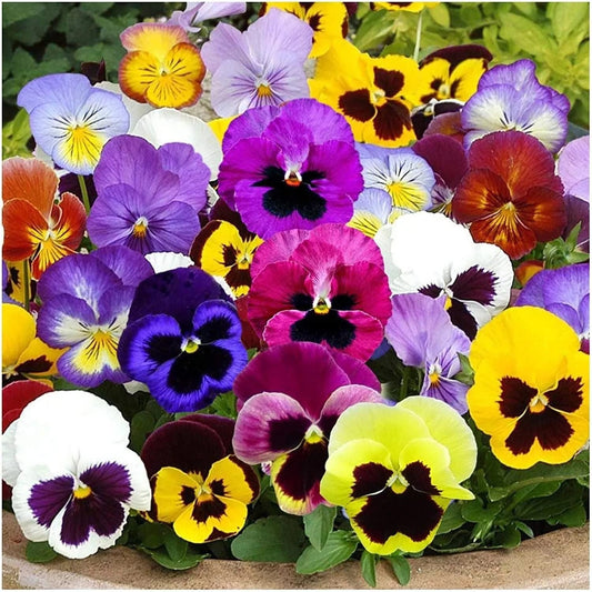 Pansy Seeds- Swiss Giants Mix Flower Seeds - 50 Seeds Garden Pack - Seeds Ville